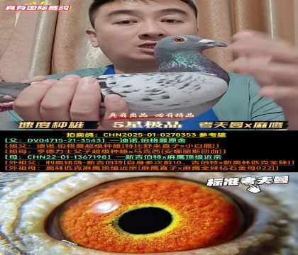 《速度种雄》考夫曼x麻鹰