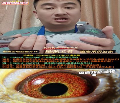 《麻鹰全妹金母022近亲孙代》麻鹰顶级近亲