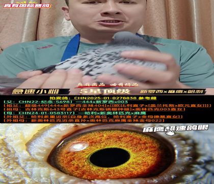 《急速小雌》新罗西x麻鹰x哈利