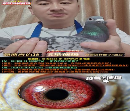 《急速吉伯特》新吉伯特直子x直女