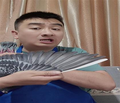 翅膀
