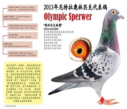 奥林匹克麻鹰