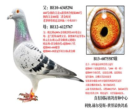 通辽鸽王冠军之母