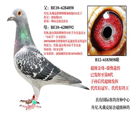 传奇金母858
