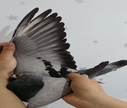 32