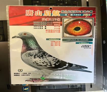 获奖照片随鸽发送