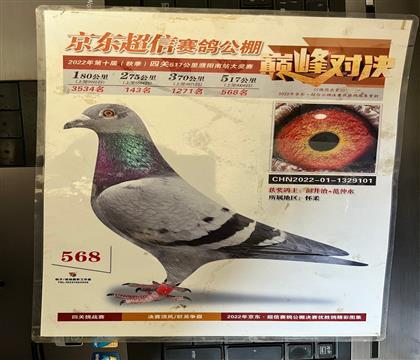 获奖照片随鸽发送