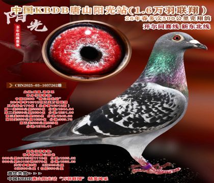 极力推荐-总羽数16012羽五关综合鸽王170名