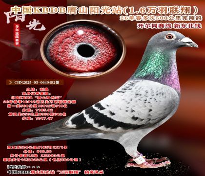 中国KBDB-十次500公里完翔
