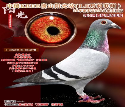 中国KBDB多次500公里完翔-11102羽931名