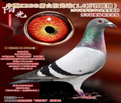中国KBDB多次500公里完翔-11102羽965名