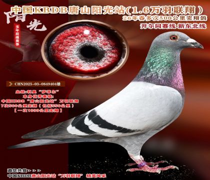 1000公里完翔-中国KBDB七次500公里完翔