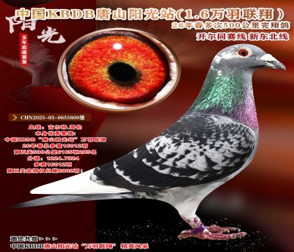 中国KBDB多次500公里完翔-绝杀关285名
