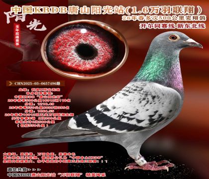 极力推荐-16012羽118名中国KBDB多次500公里完翔