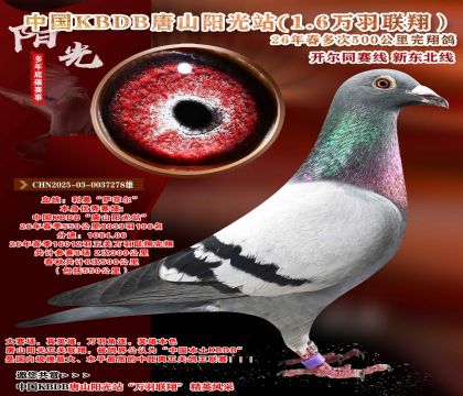 中国KBDB多次500公里完翔-500公里196名