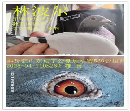 山东翔宇公棚加站赛归林波尔