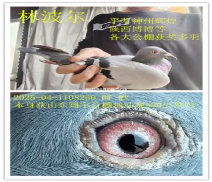 山东翔宇公棚加站赛归林波尔