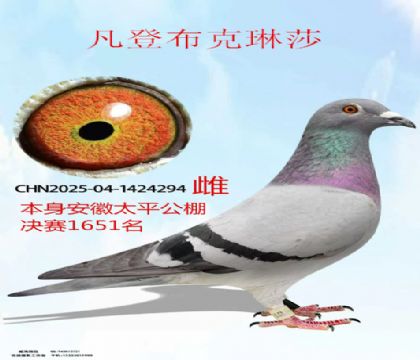 安徽太平公棚决赛1651名凡登布克琳莎