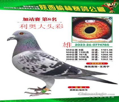 陕西榆林公棚加站赛8名利奥大头彩