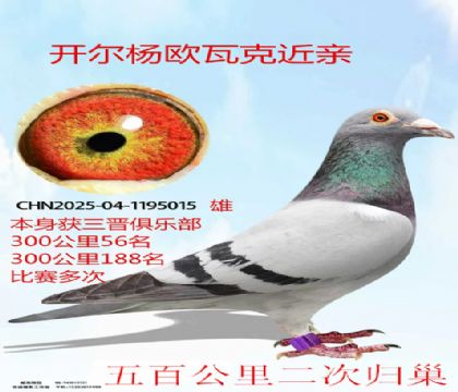 多次成绩鸽开尔杨欧瓦克近亲
