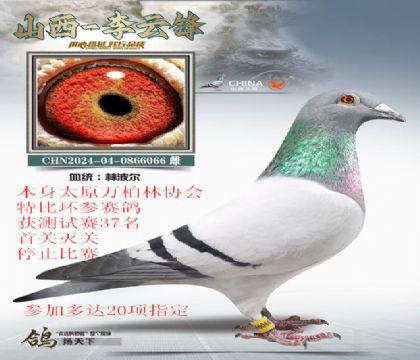 万柏林特比灭关鸽林波尔黄金配对直女
