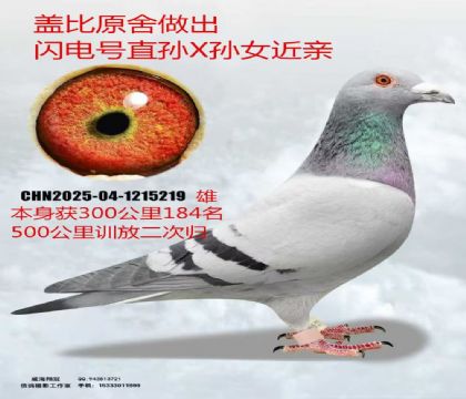 盖比闪电号直孙X孙女近亲