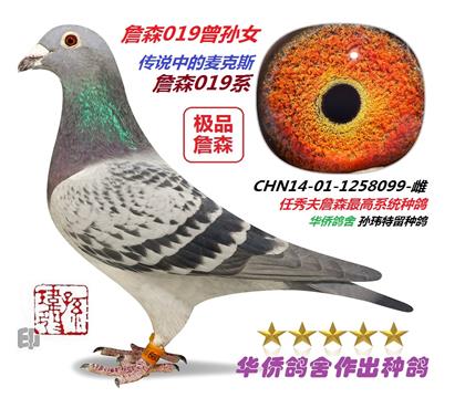 8号--詹森系CHN14-01-1258099-雌