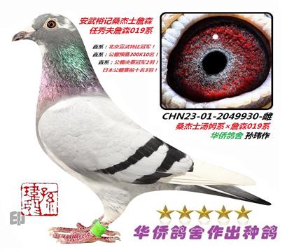 7号--华普利×桑杰士詹森2049930雌