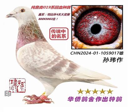 1号--纯019系回血种鸽-1059017雄