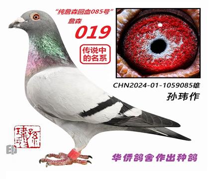 2号--传说中的名系“詹森019系”1059085号