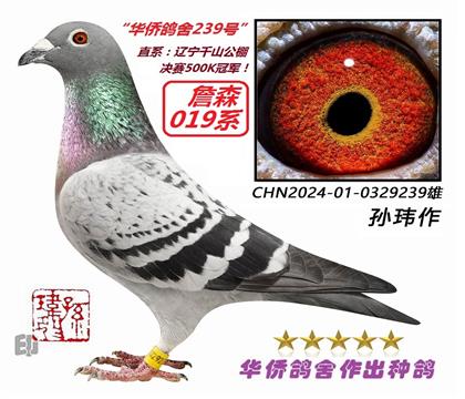 4号--直系:辽宁千山公棚决赛500K冠军!0329239雄