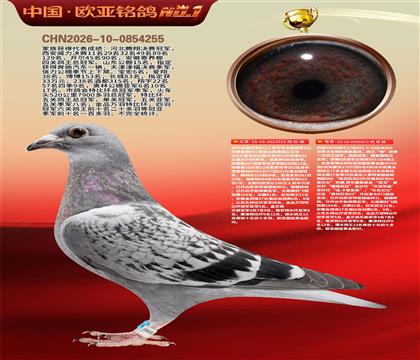 NPO全国冠亚军515X利奥KBDB鸽王17直女872