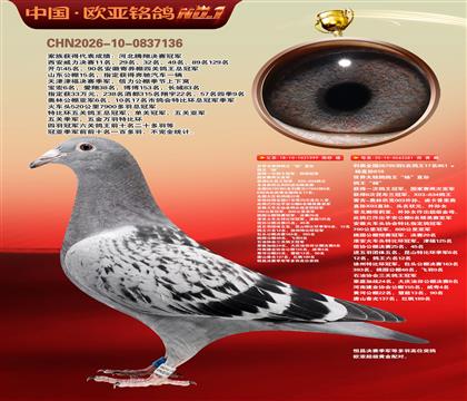 世界大铭鸽鸽王“杨”直孙999X利奥全国鸽王281