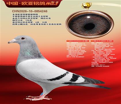 迪克.凡戴克原舍111X611奥林匹克尼尔斯