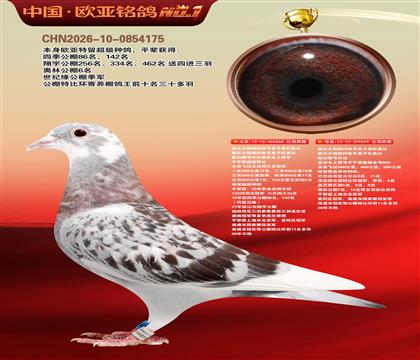 红盖比近亲868X红盖比699公棚利器