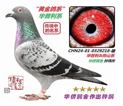 5号-黄金鸽系华普利;卡特利斯系0329218雄