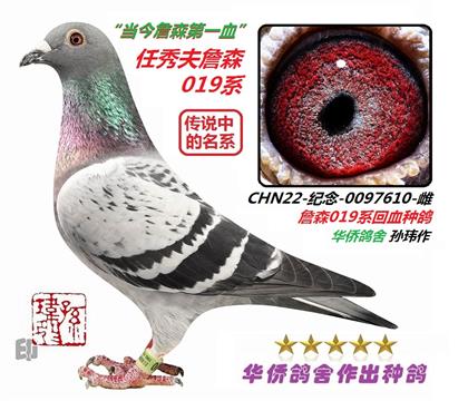 9号--詹森019种鸽纪念环-0097610-雌