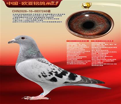 利奥原舍鸽王“杨”851X鸽王“杨”直孙818近亲