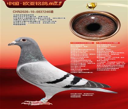 盖比原舍鲁迪直子129X闪电号165