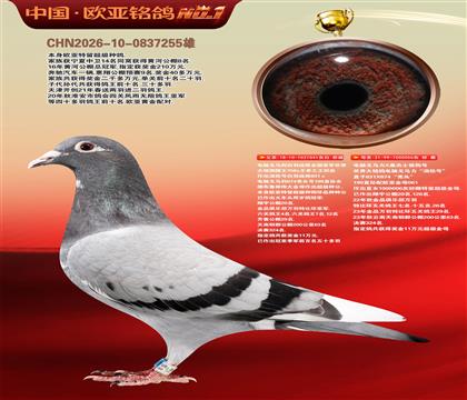 电脑041X桑杰士006