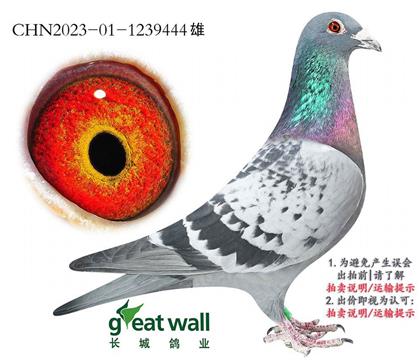 图尔斯先生近血孙代.1239444