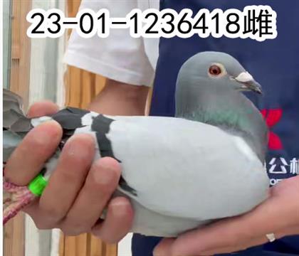 长城鸽业奥林匹克索兰吉孙代.1236418