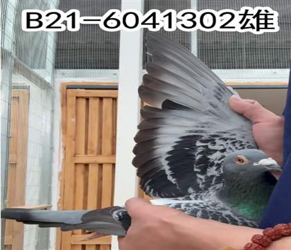 巴腾斯原舍詹尼斯802孙代.6041302