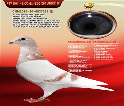 詹森原舍公主号131X130直子X222超级金母