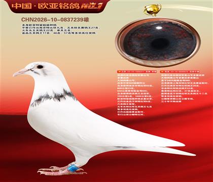 西佛依托全国冠军泰山号多重近亲317X573