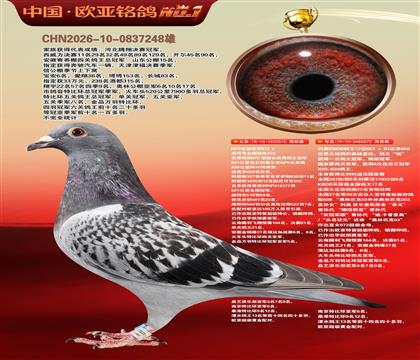 NPO全国冠亚军515X利奥KBDB鸽王17直女872