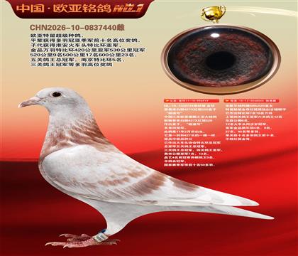 詹森427X520直子919超速号X米歇尔杨阿腾040