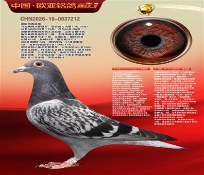 NPO全国冠亚军515X利奥KBDB鸽王17直女872
