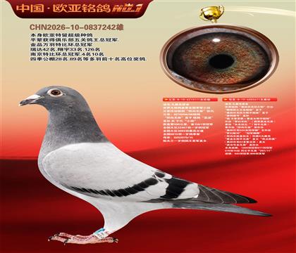 迪克.凡戴克原舍111X611奥林匹克尼尔斯