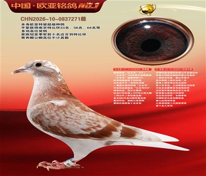 詹森131直子349X泰山号311黄金配对